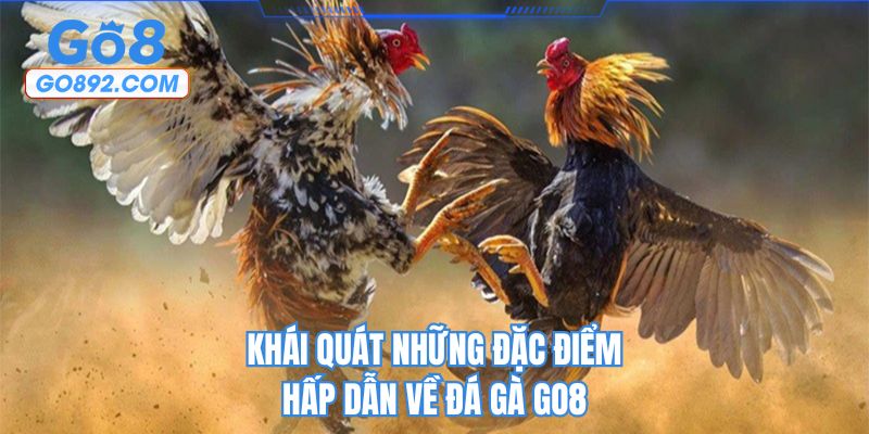 Khái quát những đặc điểm hấp dẫn về đá gà GO8